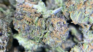 New Strain Delta Bros. THCa Flower (Grease Monkey) Review