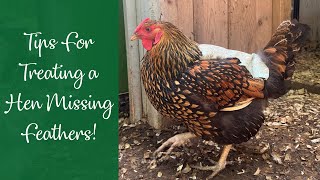 Tips For Treating a Hen Missing Feathers!