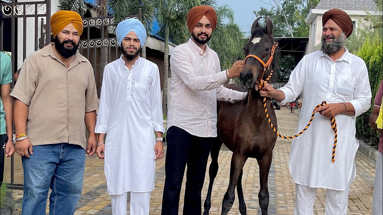 Choudhary stud farm Taari leelan🔥Ghaint ghode te ghodian bai kol🔥🌪️siraa kamm❤️