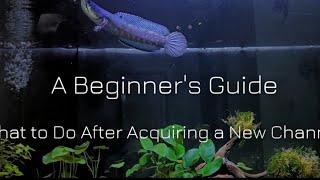 Beginner's guide: Channa keeping