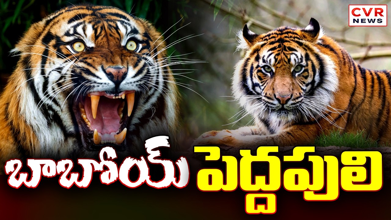 పోలవరం జిల్లాలో పులి సంచారం | Tiger Spotted At Rajavommangi,Polavaram District | CVR News