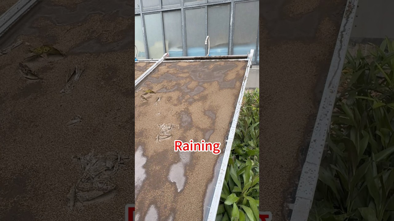 How do you clean solar panels?#solarpanel #solarsystem #cleaning