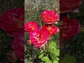 Роза и Гипсофила 🌸 9 июля #roses