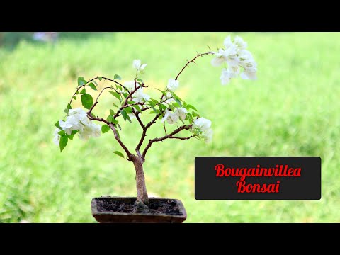 ვიდეო: ბონსაის ბუგენვილიას რჩევები - შეგიძლიათ გააკეთოთ ბონსაი ბუგენვილიას მცენარეებისგან