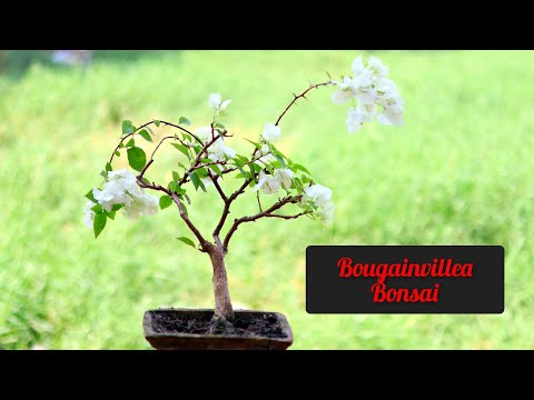 Bougainville Bonsai How To Make A Bougainvillea Bonsai Update