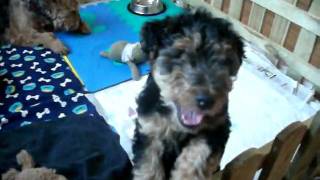 pup 001.avi