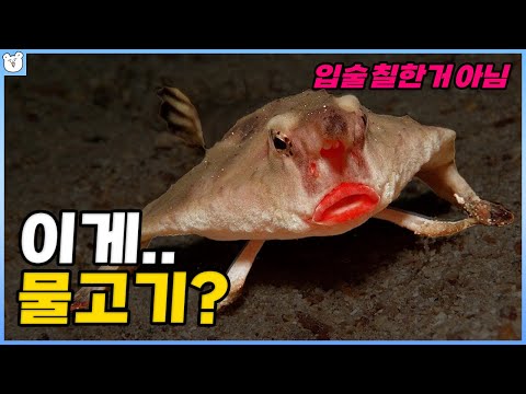 뭔 물고기가 이렇게 생겼냐;; 몬생긴 물고기 TOP3