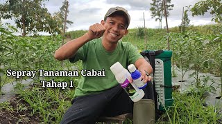Part 1 | Cara Sepray Tahap Pertama Pada Tanaman Cabai