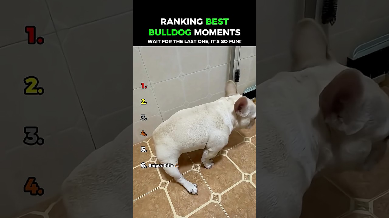Funniest Bulldogs: Dogs Being Idiots Part 215 😂😂