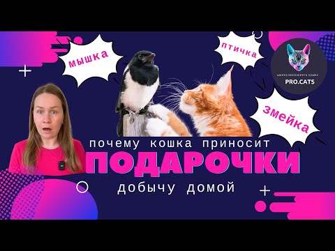 Кошки ПРИНОСЯТ ПОДАРКИ ЛЮДЯМ | Почему кот несёт добычу хозяевам | Зачем кошка принесла мышь