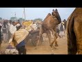 Angry camel try to free itself      unt azad hona chahta hai  camel attacks