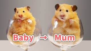 Circle of Life  Hamster Babies Growing 060 Days
