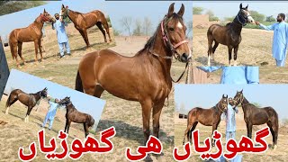 Sale sale sale|Most beautiful horses for sale in Jhang Pakistan