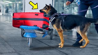 Dog Rushes To Abandoned Box. Opening It, Airport Staff SCREAM In Horror!