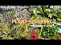 Plant shopping splashy hoya at rona  royal city nursery hoya philodendron anthurium