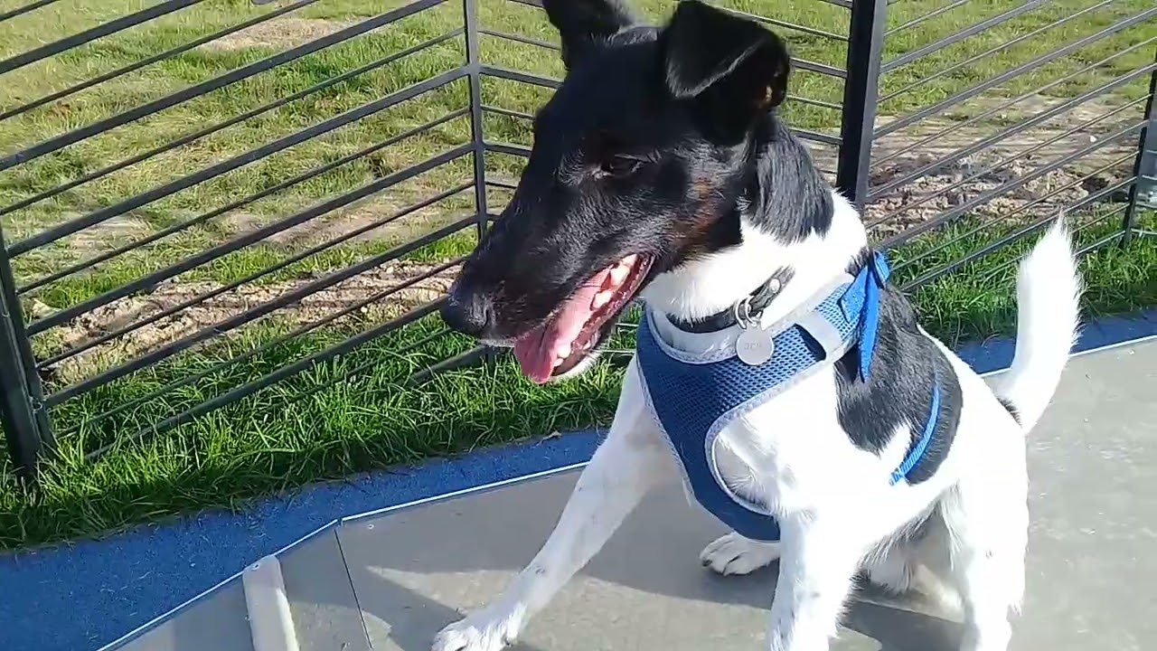 Пёс Тотоша и красавчик тёзка Тосик, гладкошерстный фокс-терьер