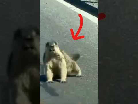 Дикие зверушки устроили БОЙ прямо на дороге! 🤯