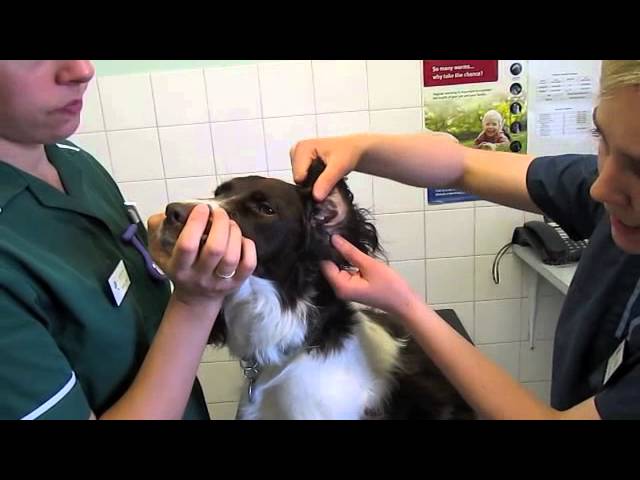 otodex veterinary ear drops