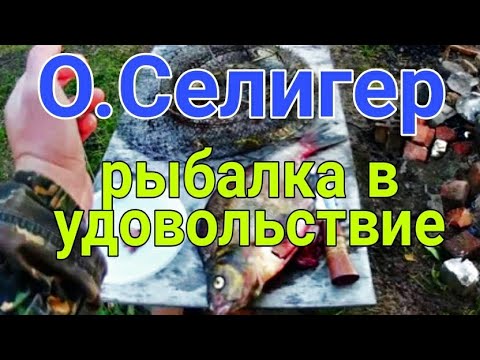 РЫБАЛКА НА СЕЛИГЕРЕ/ЩУКА НА СПИНИНГ/ РЕЦЕПТ УЛОВИСТОЙ ПРИКОРМКИ НА ЛЕЩА