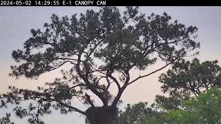 Preview of stream Kisatchie National Forest E-1 Canopy cam