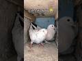 😜 pigeon pair with small baby 🍼😁#viral #pigeon #shortsfeed