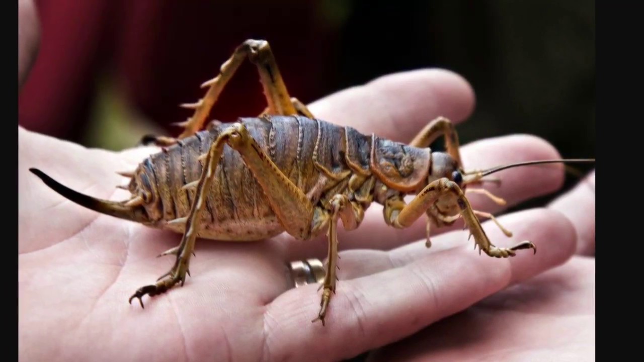 Top 10 Des Plus Gros Insectes Du Monde Youtube