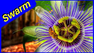 Bees Swarming over Passion Flowers (Wow)