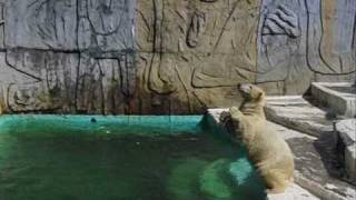 吊サバ＃３　（日本平動物園のホッキョクグマ、ロッシー）