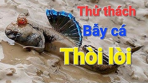 XÀ VI BẪY CÁ THÒI LÒI - Khám phá THT