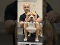 American Bully