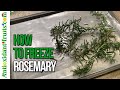 How to Freeze Fresh Rosemary - Less than 2 minutes! - Antioxidant-fruits