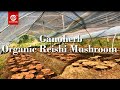 Ganoherb reishi spore powder harvesting