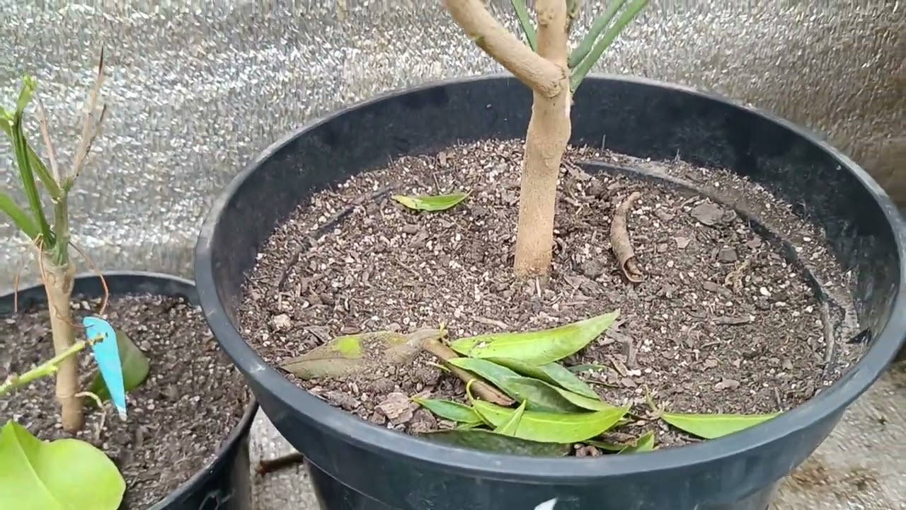 Останній огляд теплиці з цитрусами цієї зими (2026)