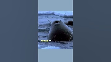 Mystic Narwhal • Ocean