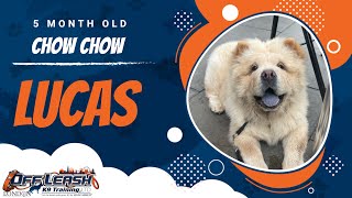 Best Chow Chow Dog Training | Lucas | Dog Training in London