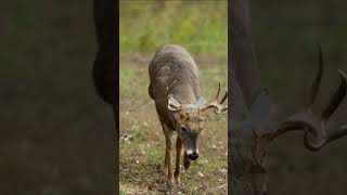 Kansas Whitetail Buck Working A Rub Post, Bow Hunting Strategy #shorts #animals #hunting #nature screenshot 4