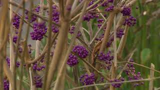 Kínai lilabogyó (Callicarpa bodinieri) nevelése és gondozása  - Kertbarátok - Kertészeti TV - műsor