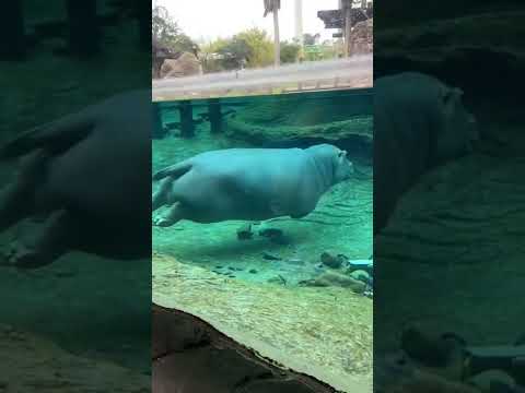 Video: Why is the hippopotamus called 