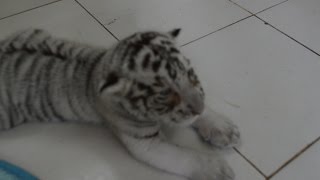 Nacen 4 tigres blancos en Mérida, un hecho inédito