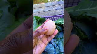 Let’s grow our own food! #garden #sustainableliving #vegetables