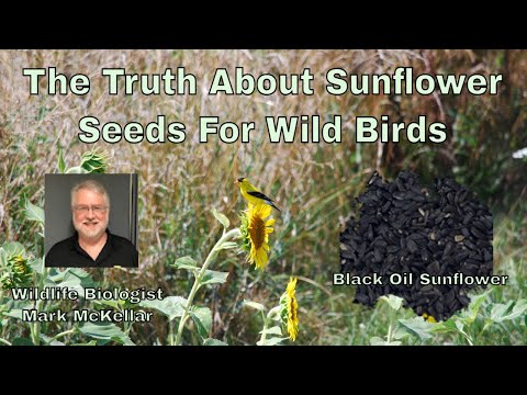 Video: Problemer med fuglefôring: giftstoffer fra solsikkefrø og dens effekt på plantevekst