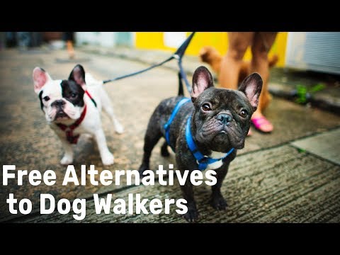 Video: Co štěnějí 4-týdenní štěňata?