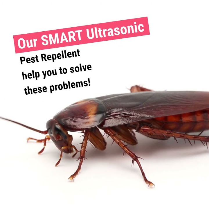 do-ultrasonic-pest-repeller-work-ultrasonic-pest-repeller-reviews