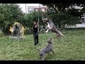 building a flirt pole part 1 muscles exercise pitbull bully exercise ripped building a flirt pole part 1 muscles exercise pitbull bully exercise ripped