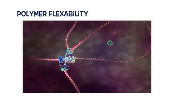 What Makes Polymers Flexible?
