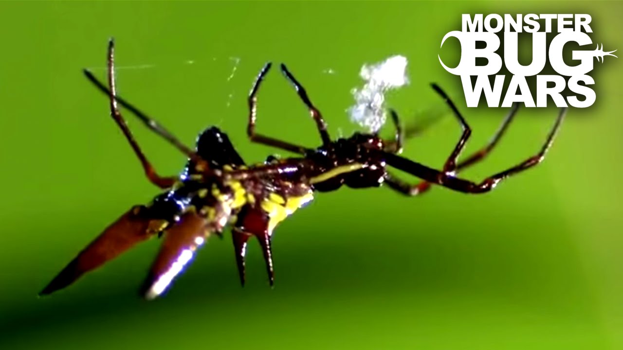 Crab Spider vs Spiny Orb Weaver | MONSTER BUG WARS - YouTube