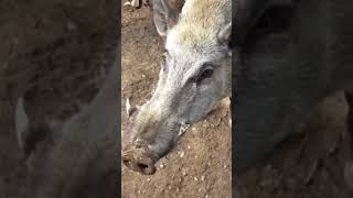 Wildschwein