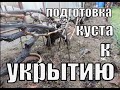 Подготовка винограда к укрытию. Виноградник Вадима Точилина / Укрытие винограда