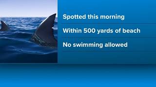 10-foot great white shark spotted off of Wells Beach