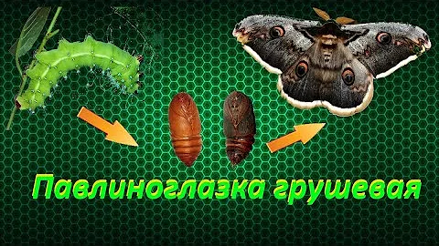 🐛 Павлиноглазка грушевая вывелась из куколки 🦋 / как вывести бабочку дома